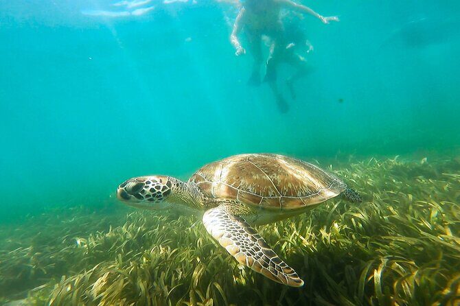San Juan Snorkel with Turtles and Manatee's; Free Video and Rum! - The Real-Life Value of This Tour