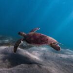 San Juan: Snorkeling with Turtles Adventure and Free Videos - What Makes This Tour Stand Out?