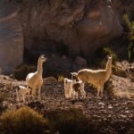 San Pedro de Atacama: Rainbow Valley & Hierbas Buenas Tour - Detailed Breakdown of the Itinerary