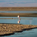 San Pedro de Atacama: Red Rocks & Altiplano Lagoons Day Trip - Who Should Consider This Tour?