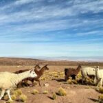 San Pedro de Atacama: Red Stones, Atacama Salt Flats, Lakes - Experience the Magic of Northern Chile’s Landscapes