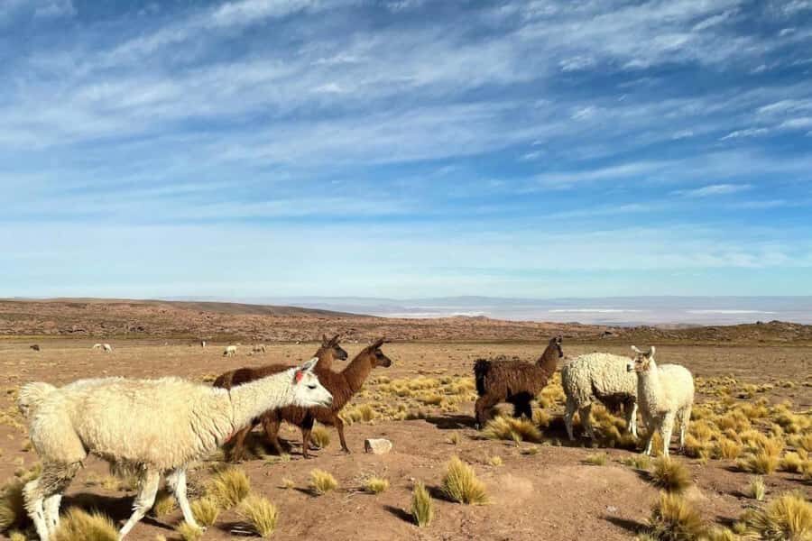 San Pedro de Atacama: Red Stones, Atacama Salt Flats, Lakes - Experience the Magic of Northern Chile’s Landscapes
