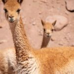 San Pedro de Atacama: wildlife and photography safari - The Heart of the Experience: What to Expect