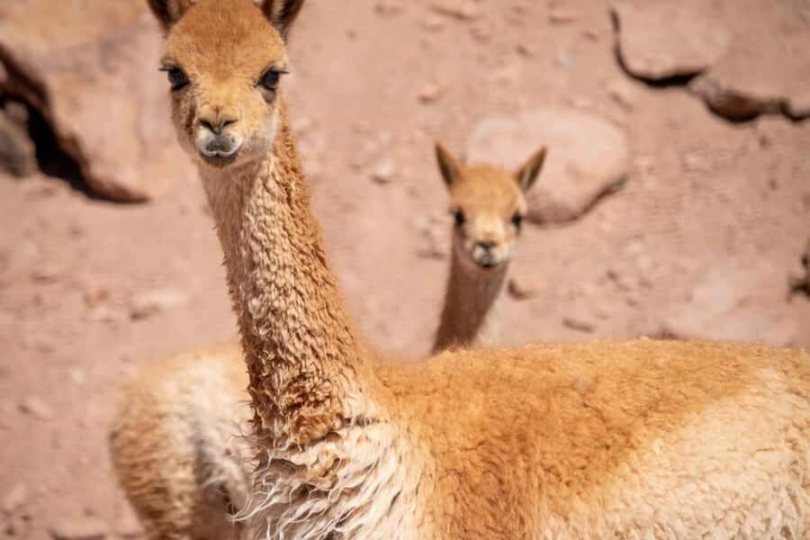 San Pedro de Atacama: wildlife and photography safari - The Heart of the Experience: What to Expect