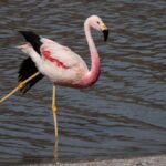 San Pedro de Atacama: Wildlife Safari and Photography Tour - A Deep Dive into the Wildlife Safari and Photography Tour