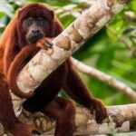 Sandoval lake and Tambopata national reserve - A Closer Look at the Experience