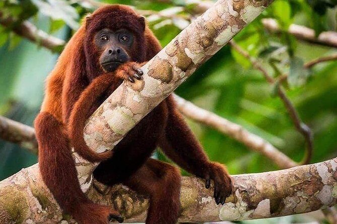 Sandoval lake and Tambopata national reserve - A Closer Look at the Experience