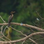 Sandoval Lake & Parrot Clay lick 3 Days/2 Nights - Practical Details and Value