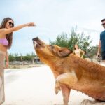 Sandy Toes The Original Rose Island and Swimming Pigs Tour - What Sets This Tour Apart