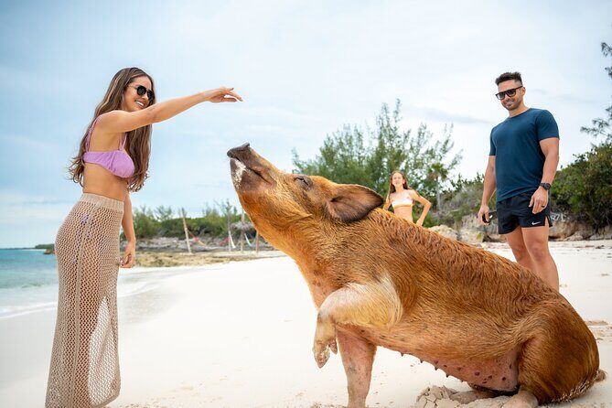 Sandy Toes The Original Rose Island and Swimming Pigs Tour - What Sets This Tour Apart