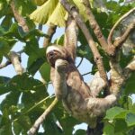 Santa Cruz Sloth and Wildlife Tour - What Makes This Tour Stand Out?