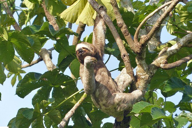 Santa Cruz Sloth and Wildlife Tour - What Makes This Tour Stand Out?