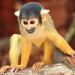 Santa Cruz: Wildlife Sanctuary and Preservation Park Tour - What We Think About the Value