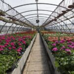 Santa Elena trip: Silleteros and Flower Farm Cultural Tour - What You Can Expect on the Day
