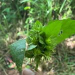 Santa Maria Beach Hike - Detailed Breakdown of the Itinerary