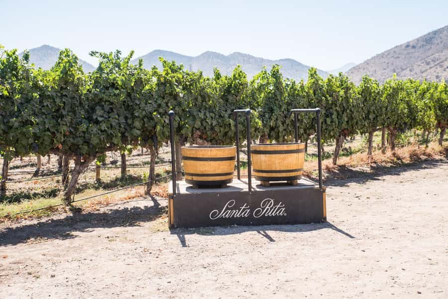 Santa Rita: Tour + Premium Wine Tasting + Private Transport - The Experience in Detail