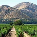 Santa Rita vineyard tour - Why Choose This Tour?
