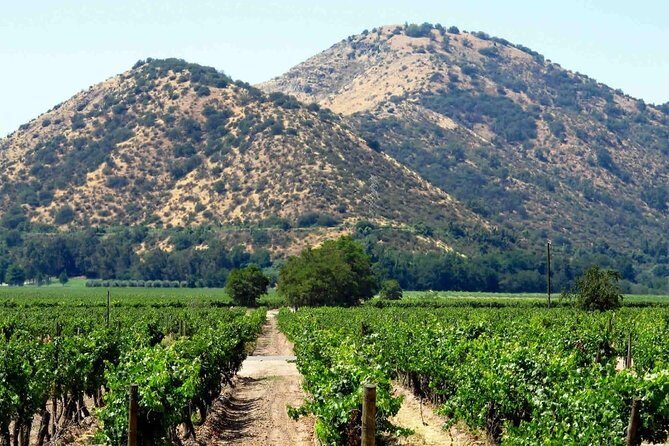 Santa Rita vineyard tour - Why Choose This Tour?
