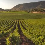 Santiago: Concha y Toro and Undurraga Vineyards Tour - What Makes This Tour Stand Out