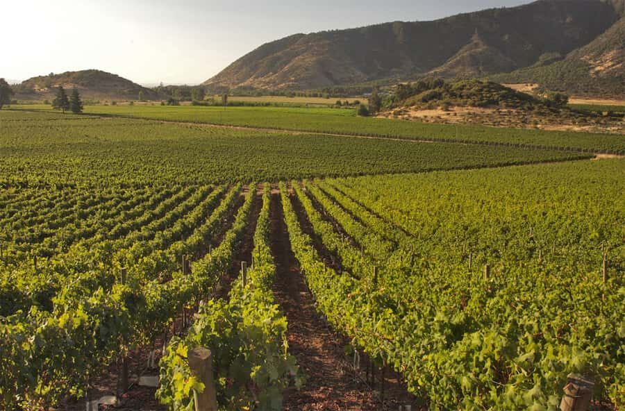 Santiago: Concha y Toro and Undurraga Vineyards Tour - What Makes This Tour Stand Out