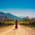 Santiago: Half-Day Santa Rita Winery Tour - A Detailed Look at the Santa Rita Tour Experience