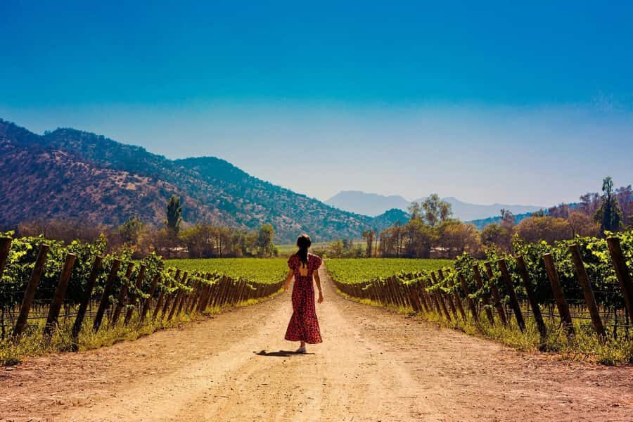 Santiago: Half-Day Santa Rita Winery Tour - A Detailed Look at the Santa Rita Tour Experience