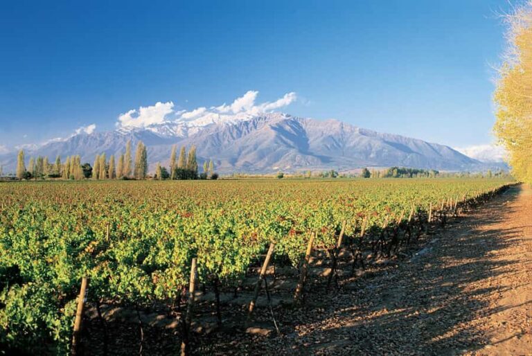 Santiago: Main Chilean Wineries Private Half-Day Tours - The Sum Up