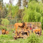 Santiago: Safari Rancagua Tour - Final Thoughts