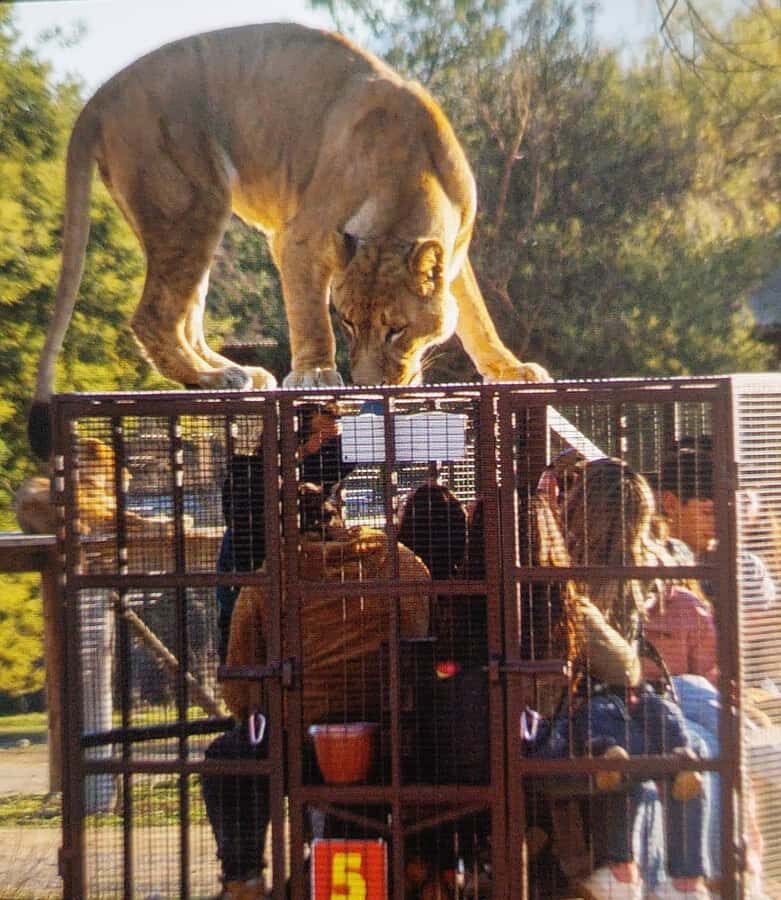 Santiago:Safari Park Tour - Final Thoughts: Is This Safari Tour for You?