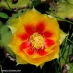 Santo Domingo: 3 Eyes Park & Botanical Garden Tour - The Underground Boat Ride: A Highlight