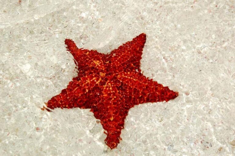 Saona Island Comfort Experience by Catamaran - Practical Details and What to Expect