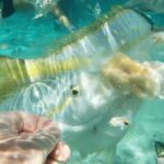 Saona Island: Hidden Beach & Natural Pool - The Catamaran Ride: Music and Breeze