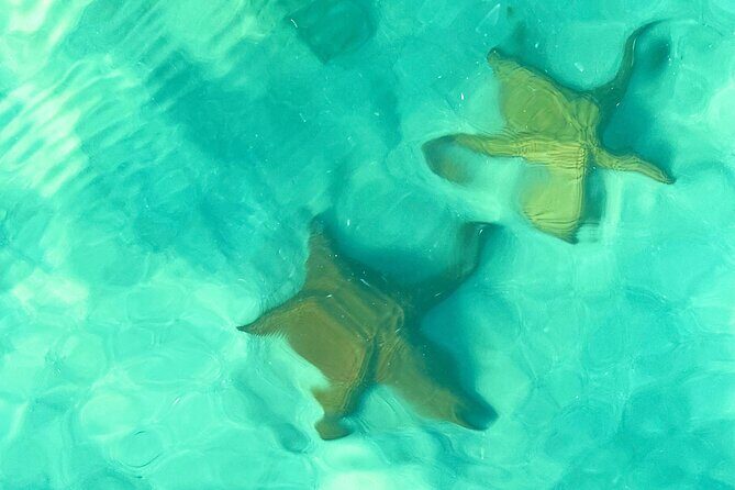 Saona Island, Natural pool Starfish, Fast boat, Catamaran +Dances - Who Should Consider This Tour?