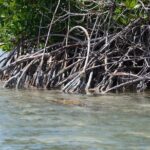 Saona, Mano Juan, Canto de la playa away from the tourist crowds - Why This Tour Offers Great Value