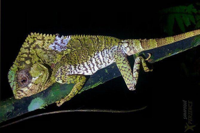 Sarapiqui Rainforest Night Walk : Wildlife & Adventure. - A Close Look at the Sarapiquí Rainforest Night Walk