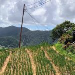 Scenic City Tour - The Sum Up