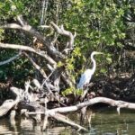 Scenic & Historical Nature Boat Safari Up the Negril River - The Sum Up