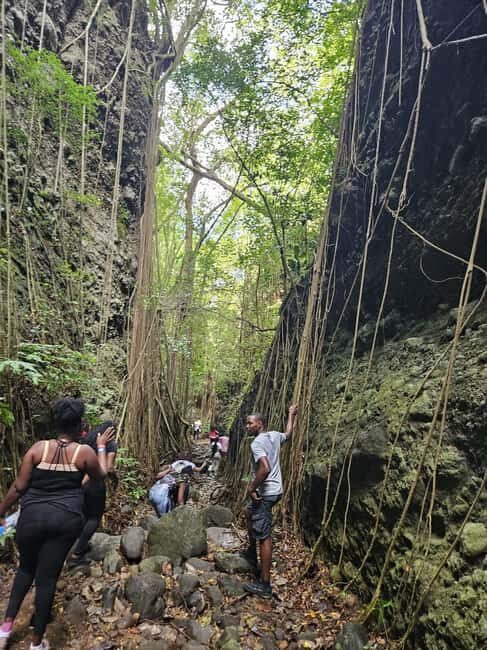 Scenic Rainforest Hike & Snacks - In-Depth Look at the Itinerary