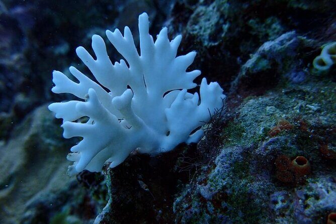 Scuba Diving and shopping on the Hipstrip. - Who Should Book This Tour?