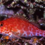 Scuba Diving Hermosa and Coco Beach for Certified Divers - The Itinerary: From Arrival to Underwater Exploration