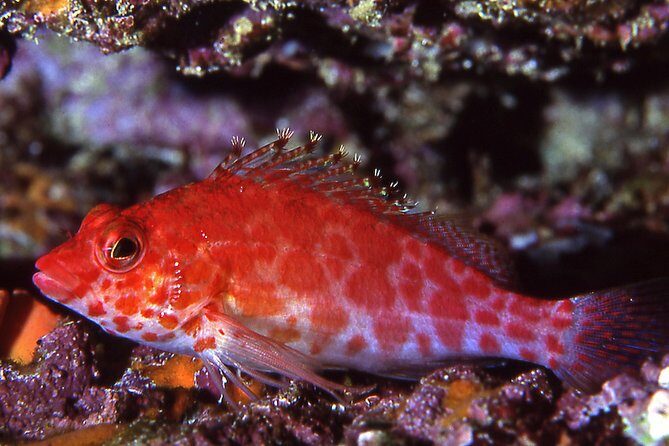 Scuba Diving Hermosa and Coco Beach for Certified Divers - The Itinerary: From Arrival to Underwater Exploration