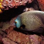 Scuba Diving in Rio de Janeiro - Key Points