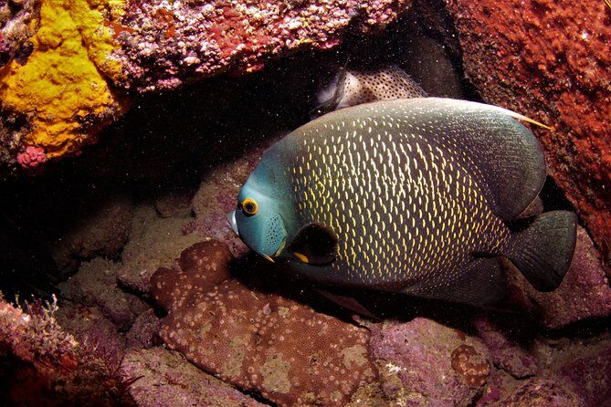 Scuba Diving in Rio de Janeiro - Key Points