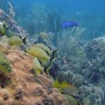 Scuba Doo Diving Experience in Punta Cana - The Experience: Pros and Cons