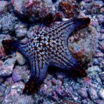 Scuba Refresher Course (half day) - A Deep Dive into the Tamarindo Scuba Refresher Experience