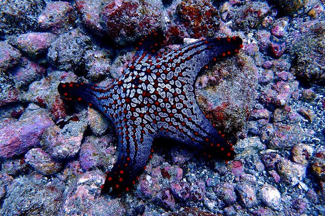 Scuba Refresher Course (half day) - A Deep Dive into the Tamarindo Scuba Refresher Experience