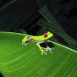 Secret Night Walk in Puerto Jimenez - Final Thoughts