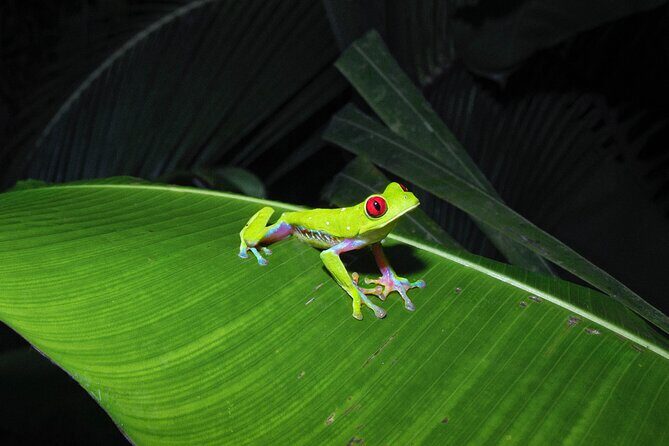 Secret Night Walk in Puerto Jimenez - Final Thoughts
