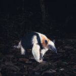 Secret Night Walk in Tamarindo - A Closer Look at the Experience