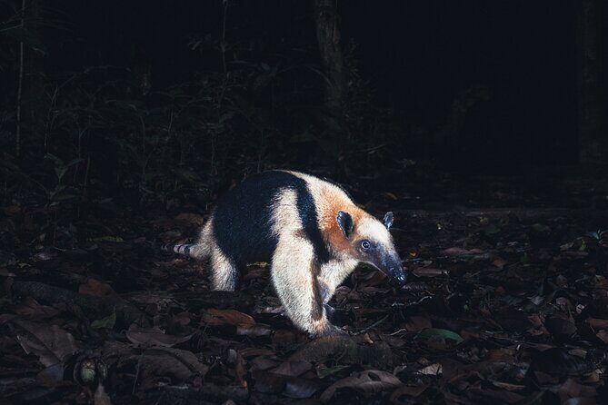 Secret Night Walk in Tamarindo - A Closer Look at the Experience